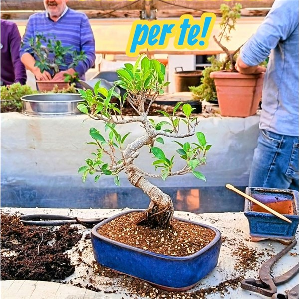 CORSO BONSAI 18 APRILE 